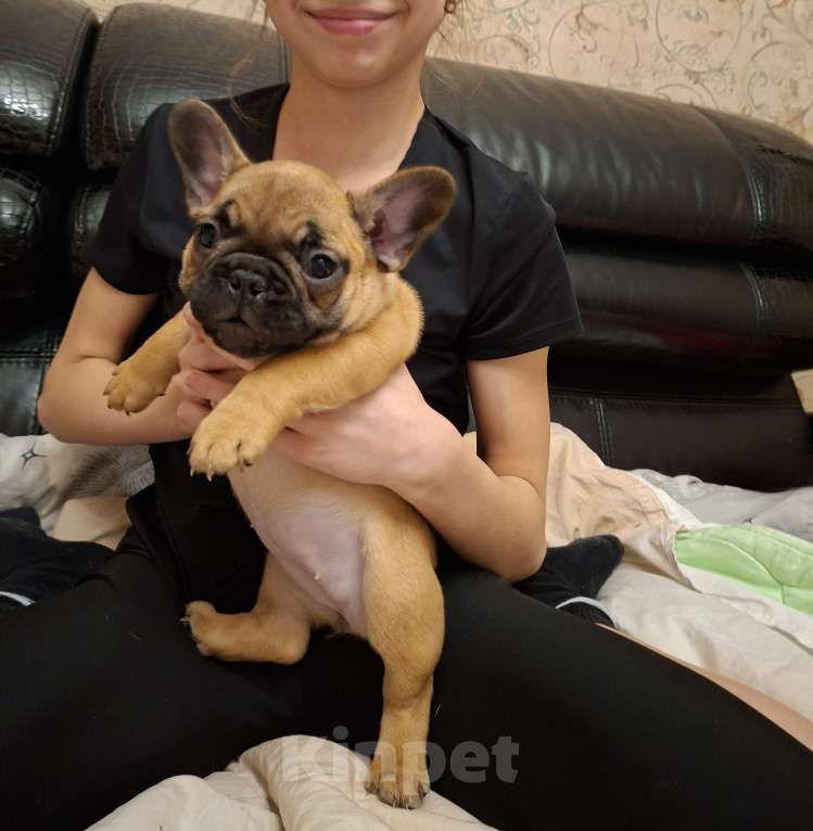 Собаки в Москве: Щенки французского бульдога Девочка, 60 000 руб. - фото 4