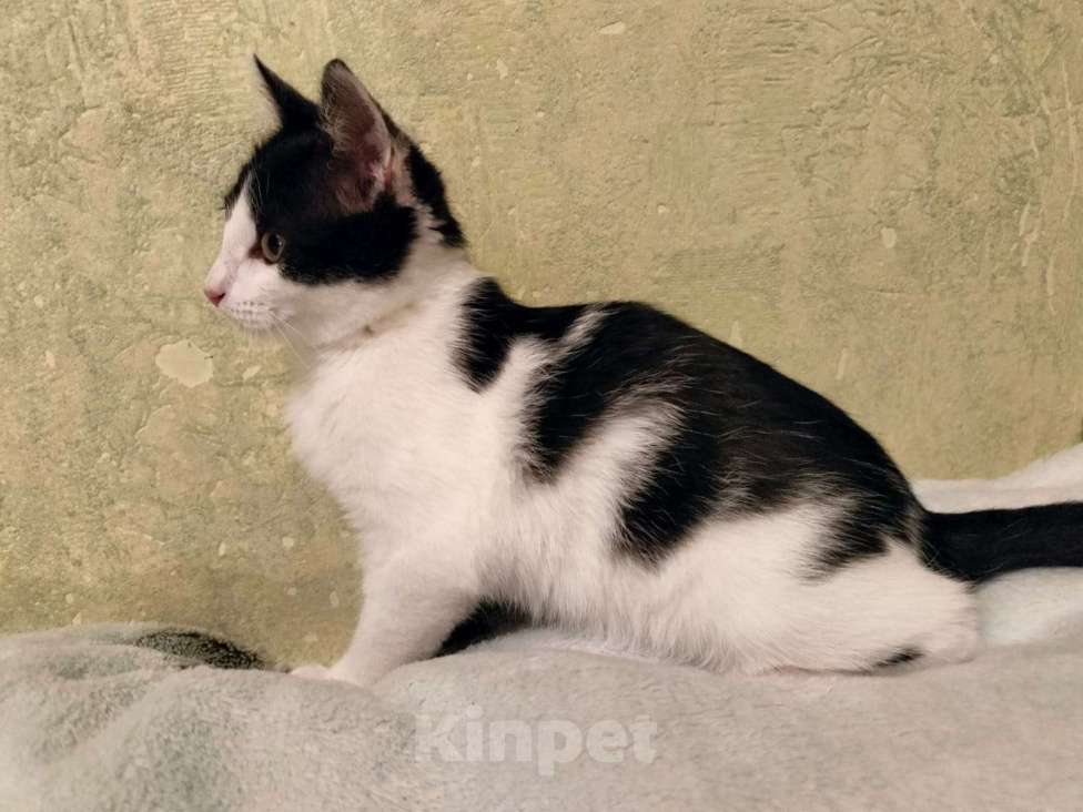 Кошки в Москве: Котенок-девочка Шанти в добрые руки Девочка, Бесплатно - фото 5
