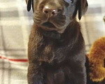 Собаки в Можайске: Очаровательный щенок Мальчик, 60 000 руб. - фото 3