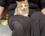 Кошки в других городах Московской области: Котята  1,5 месяца Мальчик, Бесплатно - фото 7