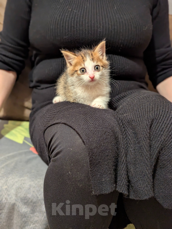 Кошки в других городах Московской области: Котята  1,5 месяца Мальчик, Бесплатно - фото 7