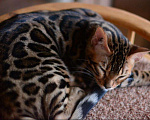 Кошки в Наро-Фоминске: Бенгальский кот. Приглашаем на вязку, 12 000 руб. - фото 3
