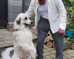 Собаки в Электростали: Щенков Пиренейской Горной Собаки продаю Мальчик, 40 000 руб. - фото 6