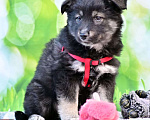 Собаки в Москве: Щенок, 2 месяца Мальчик, Бесплатно - фото 3