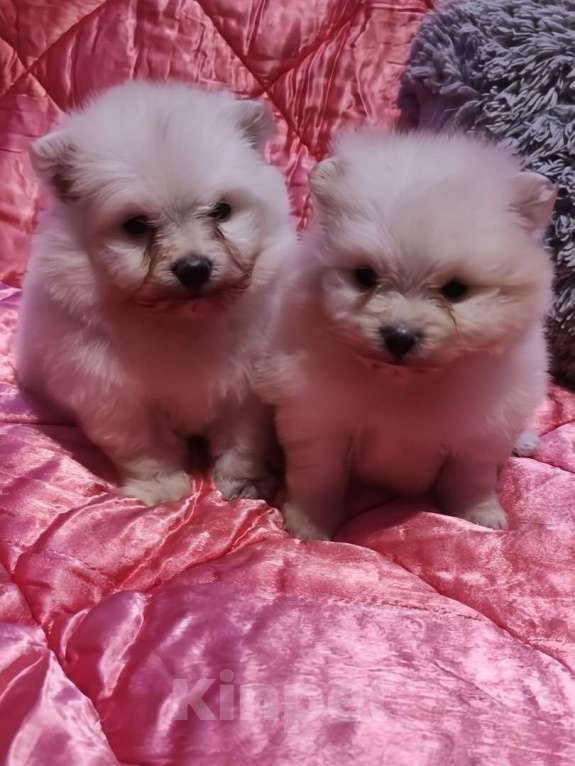 Собаки в Екатеринбурге: Шпицули  Мальчик, 35 000 руб. - фото 2