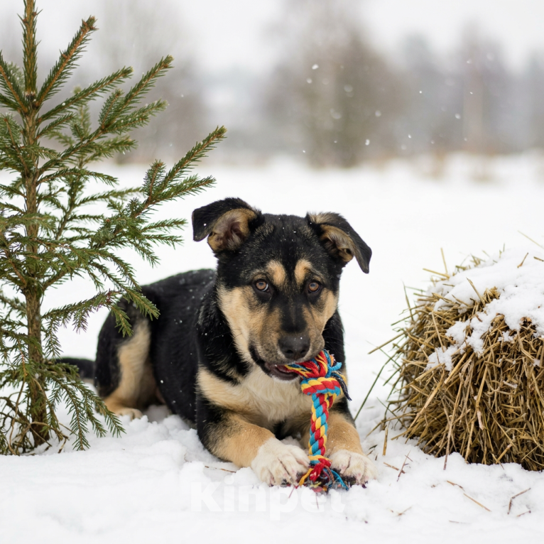 Собаки в Москве: щенок Ника ищет семью Девочка, Бесплатно - фото 7