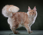 Кошки в Барнауле: Мейн-кун из питомника Мальчик, 50 000 руб. - фото 6