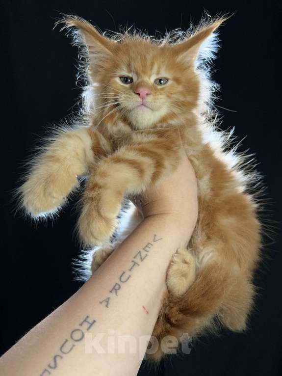 Кошки в Москве: Vendetta Ventura-House.com Девочка, 90 000 руб. - фото 8