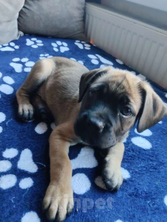 Собаки в других городах Краснодарского края: Кане-Корсо, щенок Девочка, 20 000 руб. - фото 3