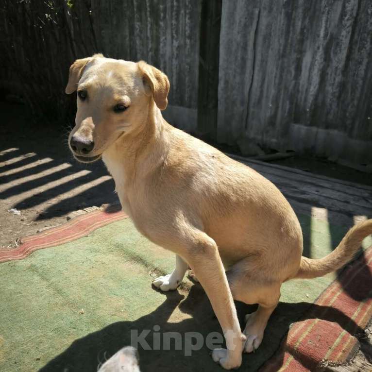 Собаки в Москве: Не такая как все!Собака по кличке Карамелька. Девочка, Бесплатно - фото 6
