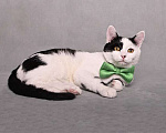 Кошки в Москве: Красивый и элегантный котенок-подросток Симба в добрые руки Мальчик, 10 руб. - фото 5