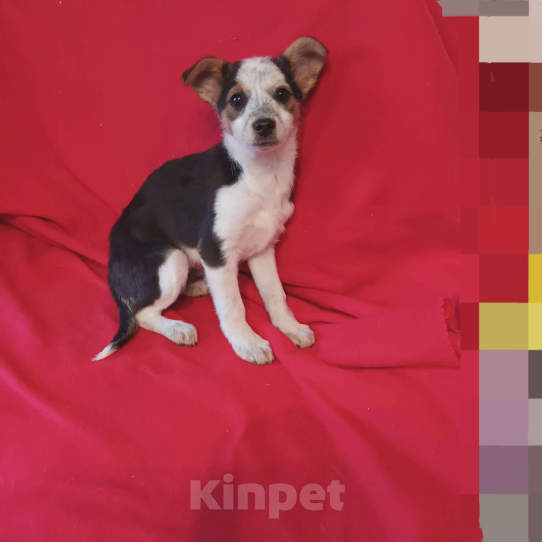 Собаки в Санкт-Петербурге: Щенки в добрые руки Мальчик, Бесплатно - фото 2