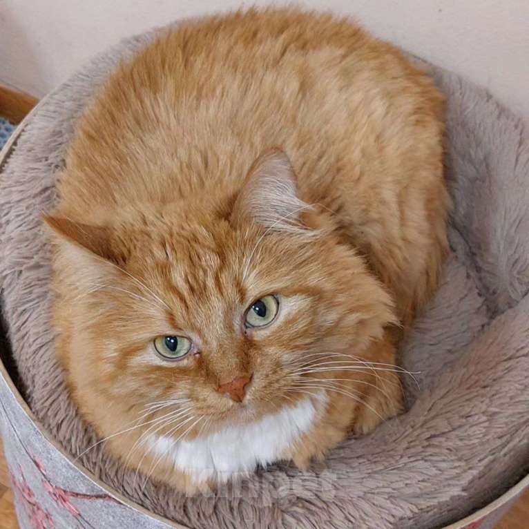 Кошки в Москве: Котик Бублик в добрые руки Девочка, Бесплатно - фото 3