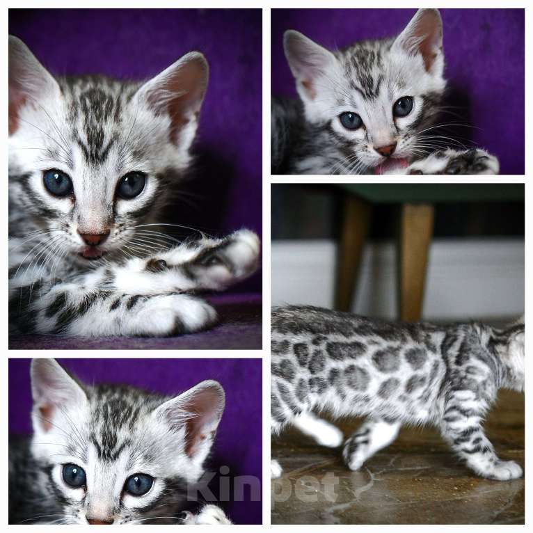Кошки в Москве: Бенгальский котенок серебро Девочка, Бесплатно - фото 4