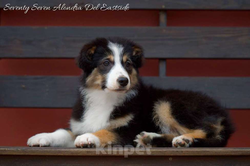 Собаки в Москве: Щенок миниатюрная американская овчарка (миниаусси) Девочка, 100 000 руб. - фото 2
