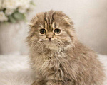 Кошки в других городах Московской области: Шотландские длинношёрстные котята Мальчик, 40 000 руб. - фото 2