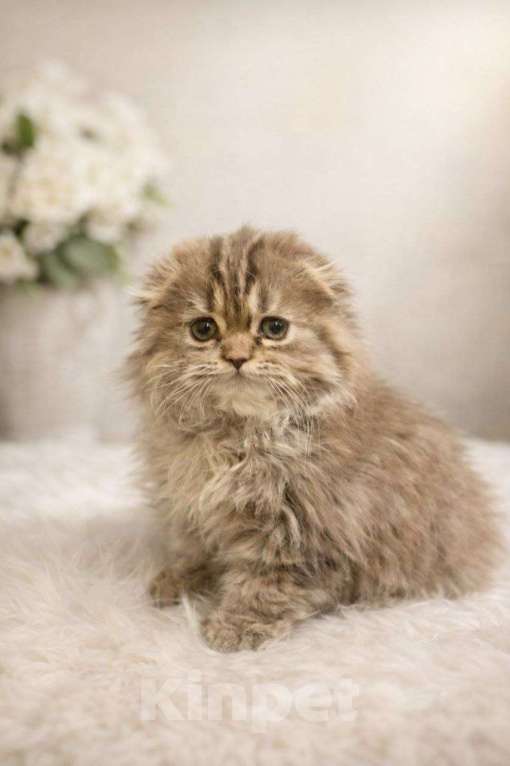 Кошки в других городах Московской области: Шотландские длинношёрстные котята Мальчик, 40 000 руб. - фото 2