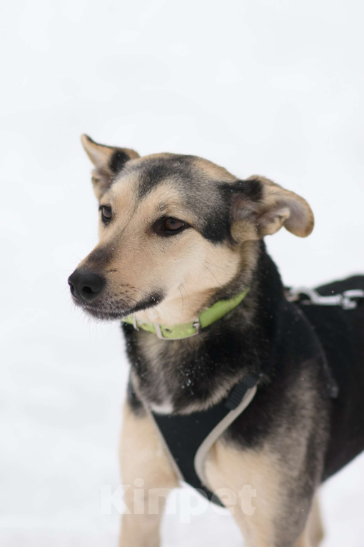 Собаки в Москве: Гуччи Мальчик, Бесплатно - фото 3