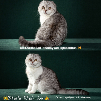 Шотландская принцесса