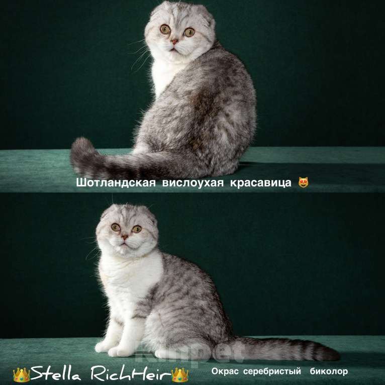 Кошки в Екатеринбурге: Шотландская принцесса Девочка, 50 000 руб. - фото 1