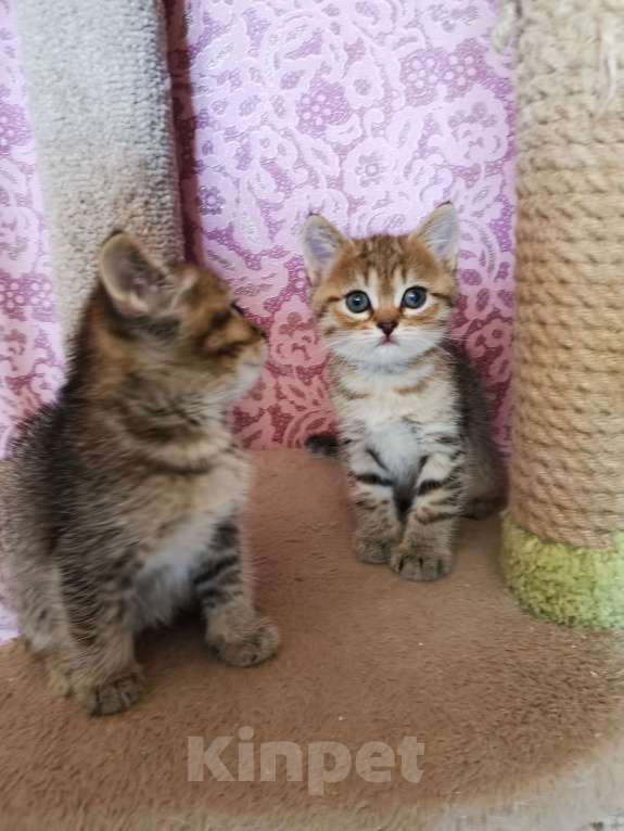 Кошки в Москве: Британцы котята мальчики и девочки  Мальчик, 10 000 руб. - фото 2