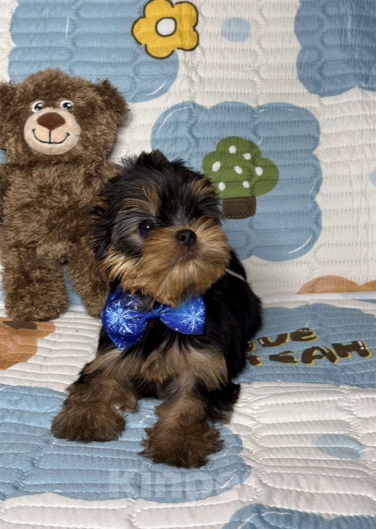 Собаки в Москве: Йоркширский терьер мальчик Мальчик, 60 000 руб. - фото 1