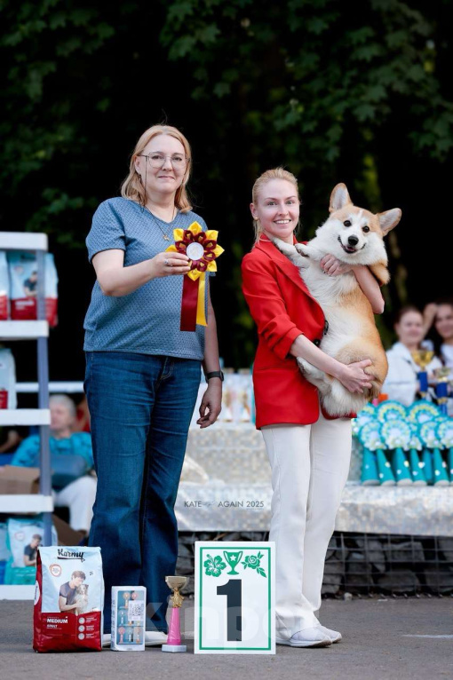 Собаки в Туле: Племенной кобель на вязку Мальчик, Бесплатно - фото 5