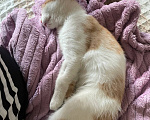 Кошки в Москве: котенок рыжик в добрые руки Девочка, Бесплатно - фото 4