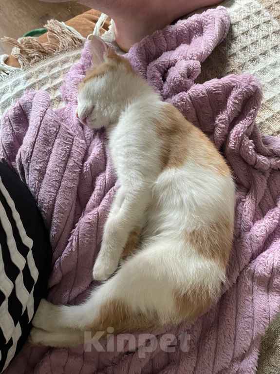 Кошки в Москве: котенок рыжик в добрые руки Девочка, Бесплатно - фото 4