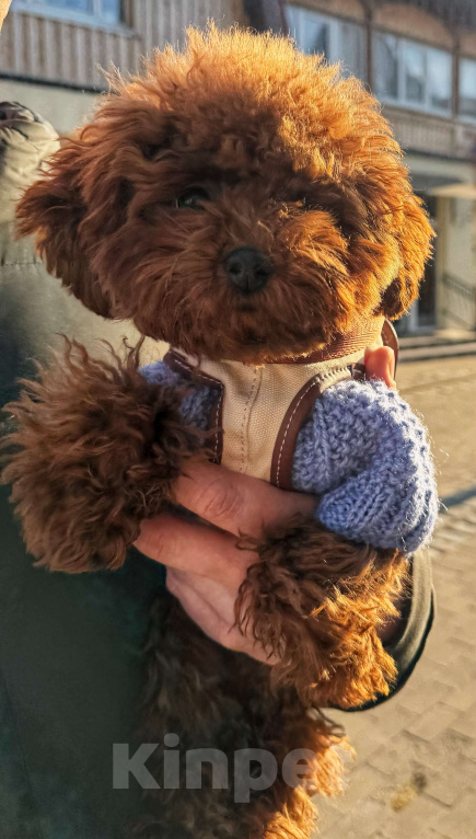 Собаки в Москве: Мальтипу | тикап тедди пудель Китай Девочка, 150 000 руб. - фото 5