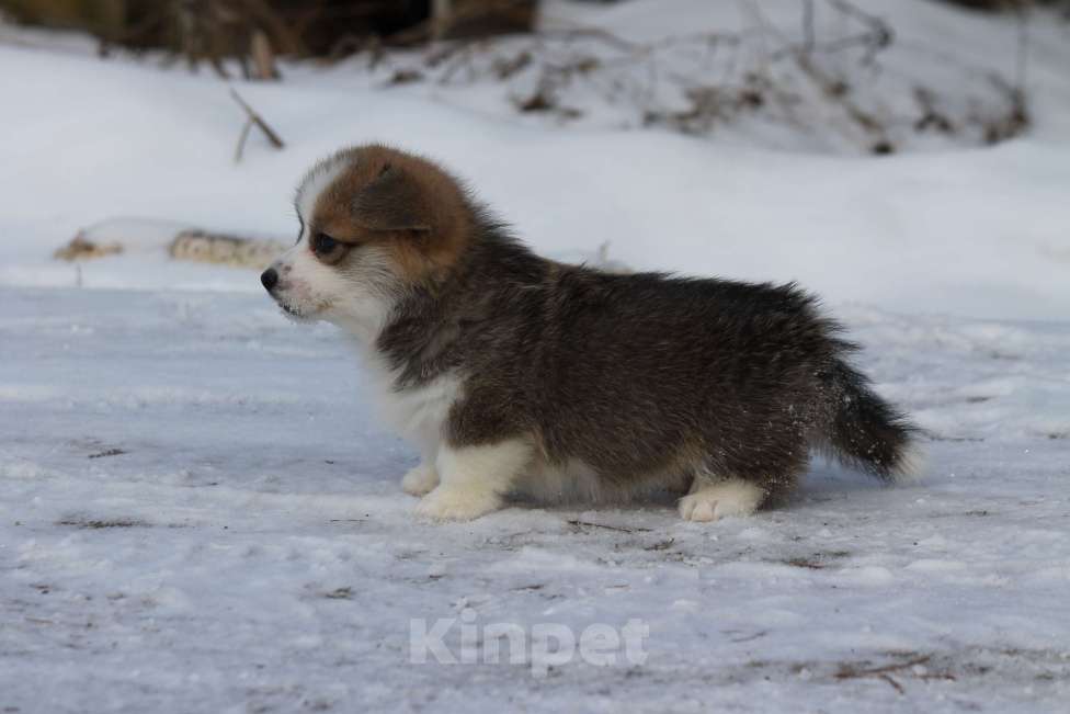 Собаки в Одинцово: Вельш Корги Пемброк Девочка, 60 000 руб. - фото 3
