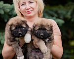 Собаки в Москве: Щенок кавказской овчарки Мальчик, 45 000 руб. - фото 3