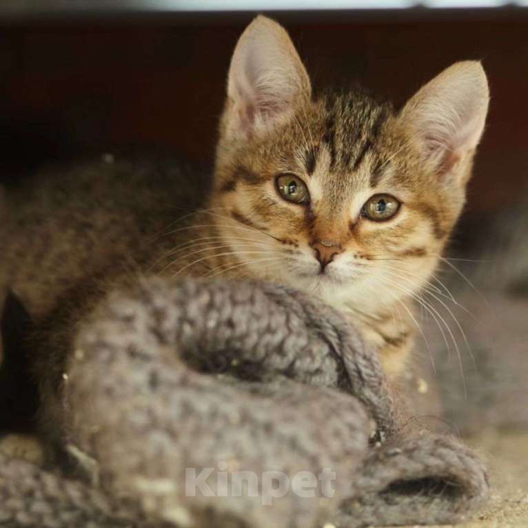 Кошки в Москве: Маленький Шустрик ищет свою семью Мальчик, Бесплатно - фото 3