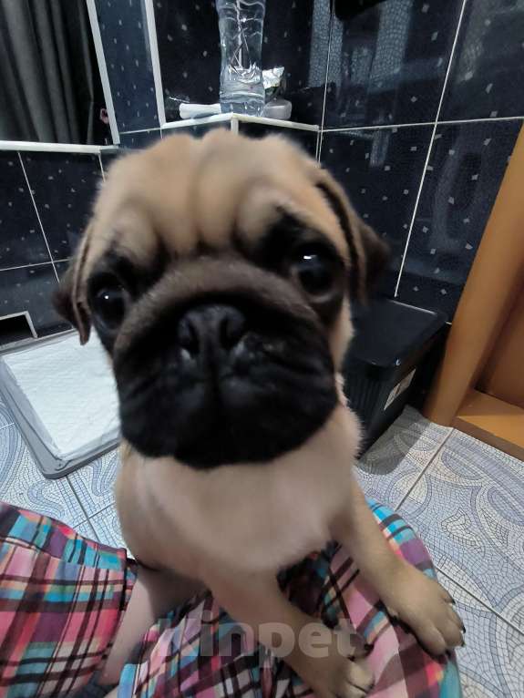 Собаки в Ульяновске: Щенок Мопса Мальчик, 29 000 руб. - фото 9