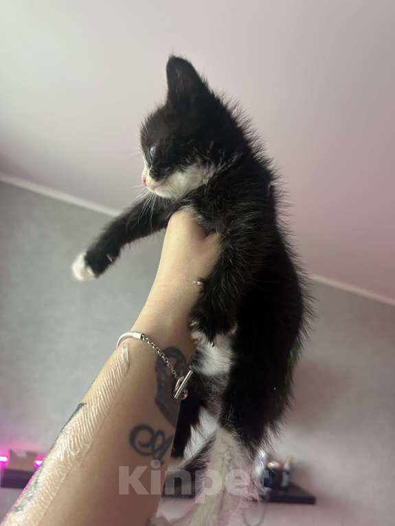 Кошки в Балашихе: Котик в добрые руки Мальчик, Бесплатно - фото 2