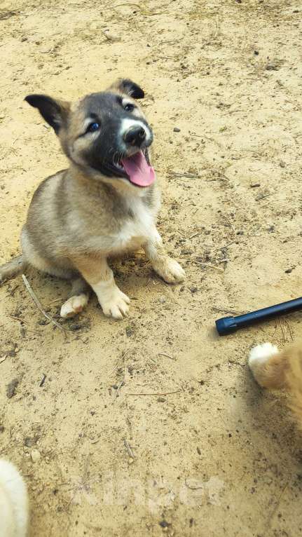 Собаки в других городах Московской области: Ушастая Клёп Девочка, Бесплатно - фото 5