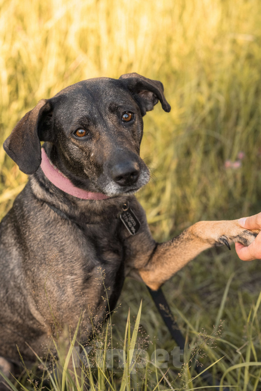 Собаки в Балашихе: Люся ищет новый дом и верного друга Девочка, Бесплатно - фото 4