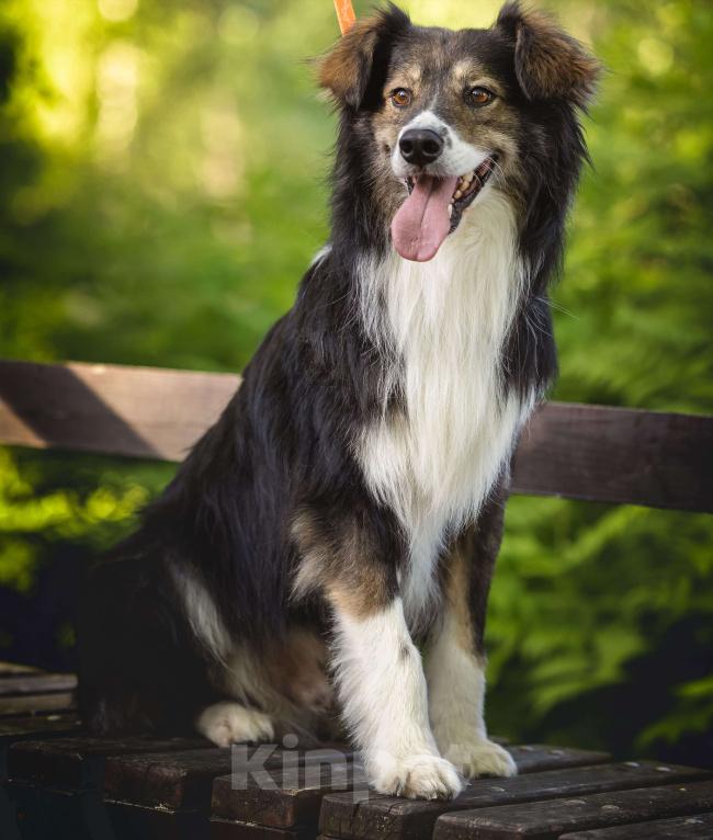 Собаки в Москве: Шарик в добрые руки  Мальчик, Бесплатно - фото 3