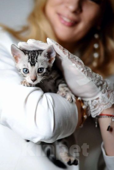 Кошки в Москве: Бенгальский котенок серебро Девочка, Бесплатно - фото 5