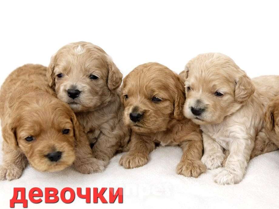 Собаки в Омске: Кокапу Мальчик, 45 000 руб. - фото 3