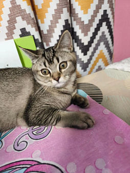 Шотландская кошечка подросток