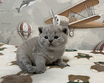 Кошки в Санкт-Петербурге: Британская голубая девочка Девочка, 35 000 руб. - фото 3