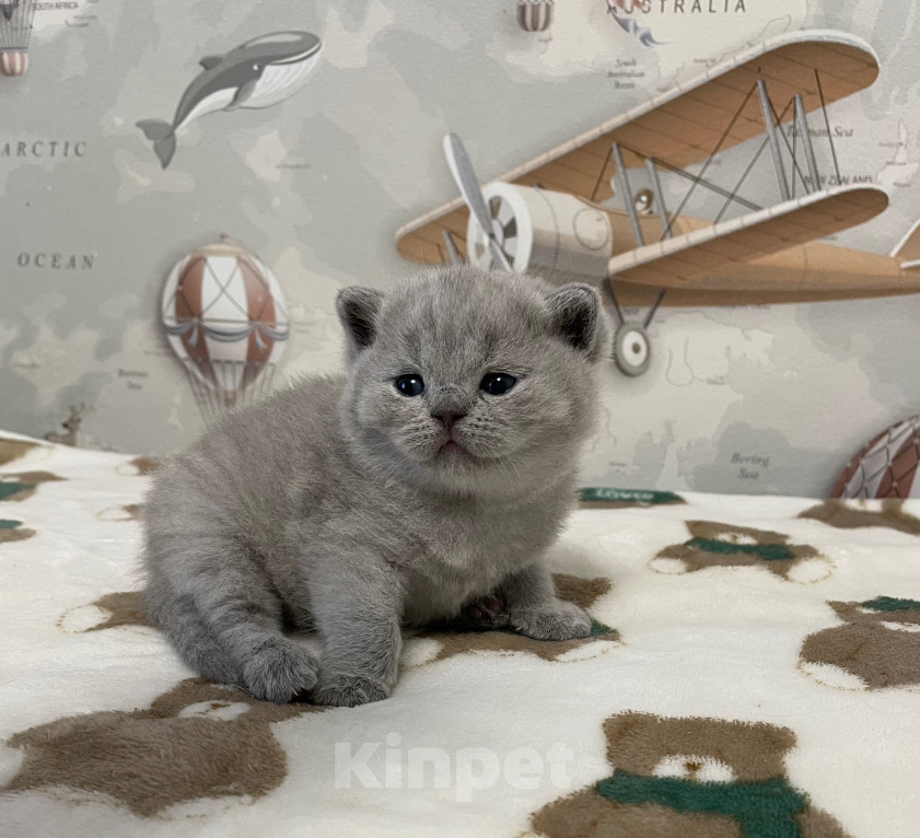 Кошки в Санкт-Петербурге: Британская голубая девочка Девочка, 35 000 руб. - фото 3