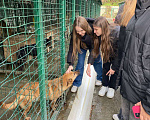 Собаки в других городах Краснодарского края: 3лапый метис корги в дар с доставкой  Мальчик, Бесплатно - фото 5
