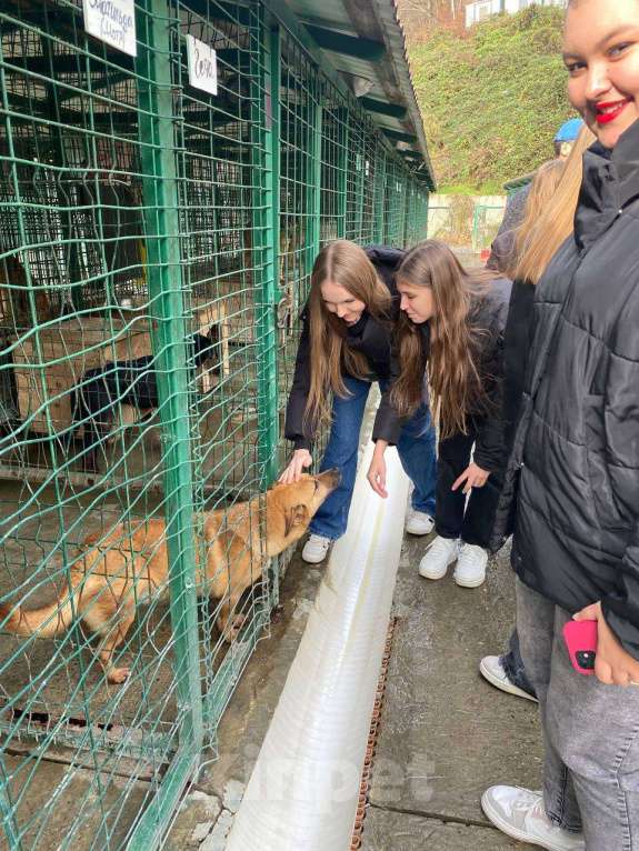 Собаки в других городах Краснодарского края: 3лапый метис корги в дар с доставкой  Мальчик, Бесплатно - фото 5