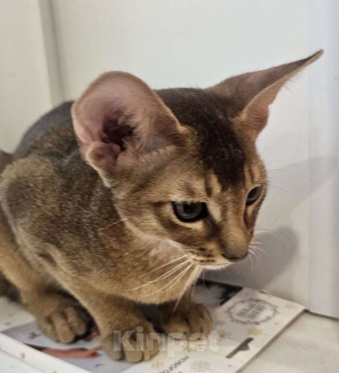 Кошки в Екатеринбурге: Абиссинский котёнок  Мальчик, Бесплатно - фото 2