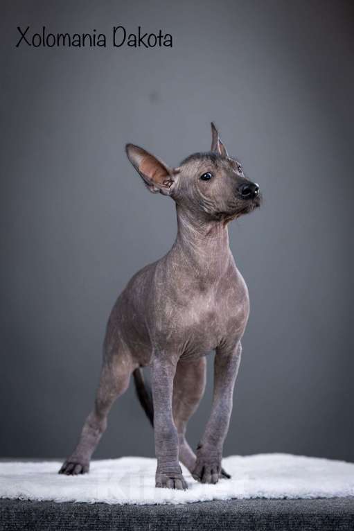 Собаки в Санкт-Петербурге: Щенки ксолоитцкуинтли ( мексиканская голая стандарт)  Мальчик, 120 000 руб. - фото 10