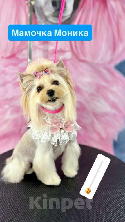 Собаки в Невинномысске: На продажу щенок Голддаст йоркширский терьер Мальчик, 85 000 руб. - фото 3