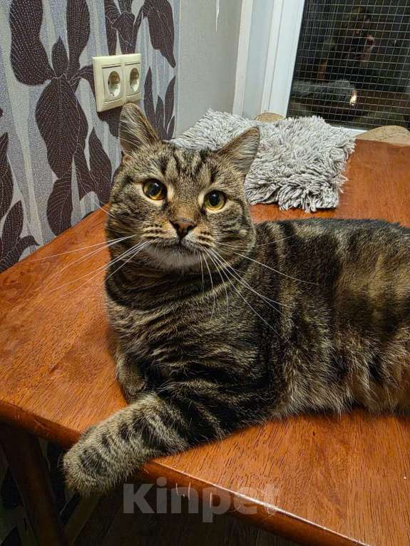 Кошки в Москве: Нежный котик Кузя в добрые руки  Мальчик, Бесплатно - фото 7