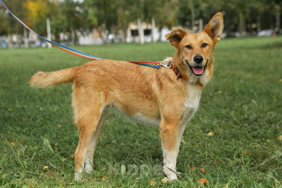 Собаки в Санкт-Петербурге: Совершенно чудесная, добрая и милая молодая собака Девочка, Бесплатно - фото 1